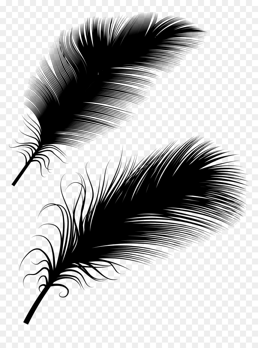 Illustration, Png Download - ريش Png, Transparent Png - feather vector png
