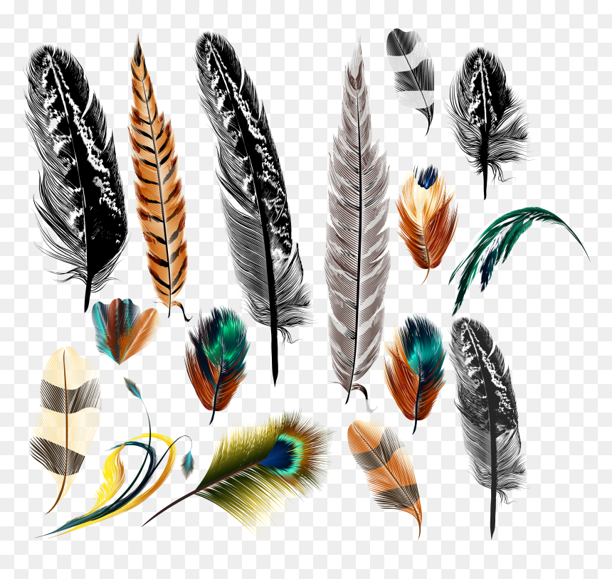 Bird Euclidean Vector Transprent - Realistic Feather Art, HD Png Download - feather vector png