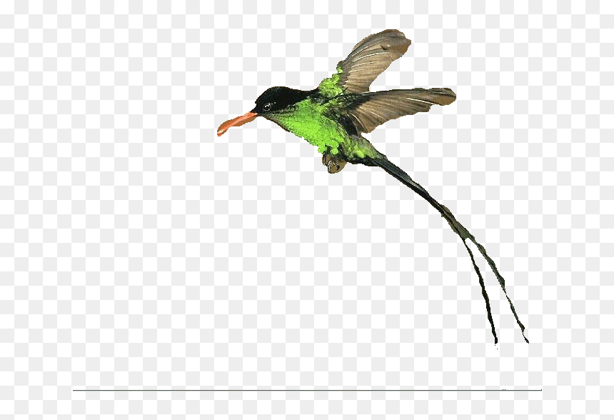 Clipart Doctor Bird - Ruby-throated Hummingbird, HD Png Download - big bird png