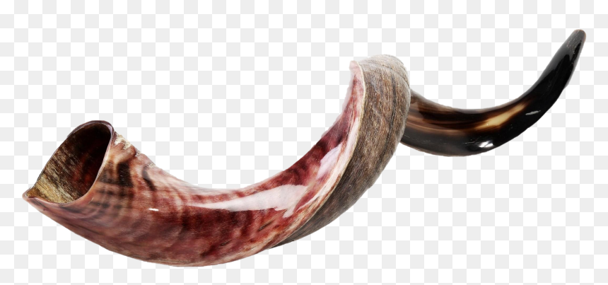 Shofar Png Photos - Shofar Horn, Transparent Png - antler png