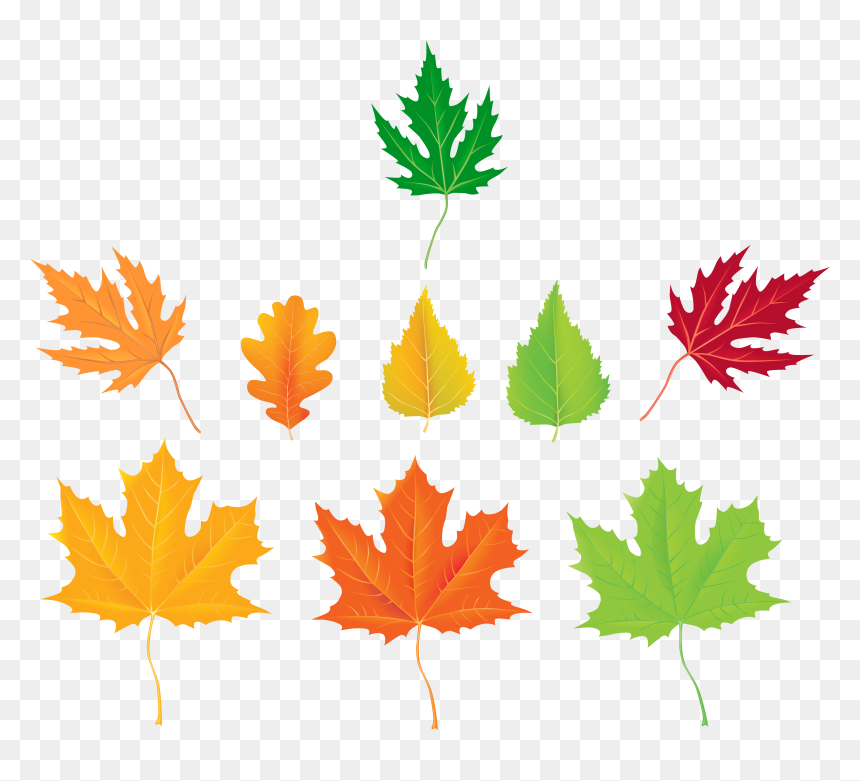 Autumn Leaves Collection Png Clipart, Transparent Png - thanksgiving leaves png