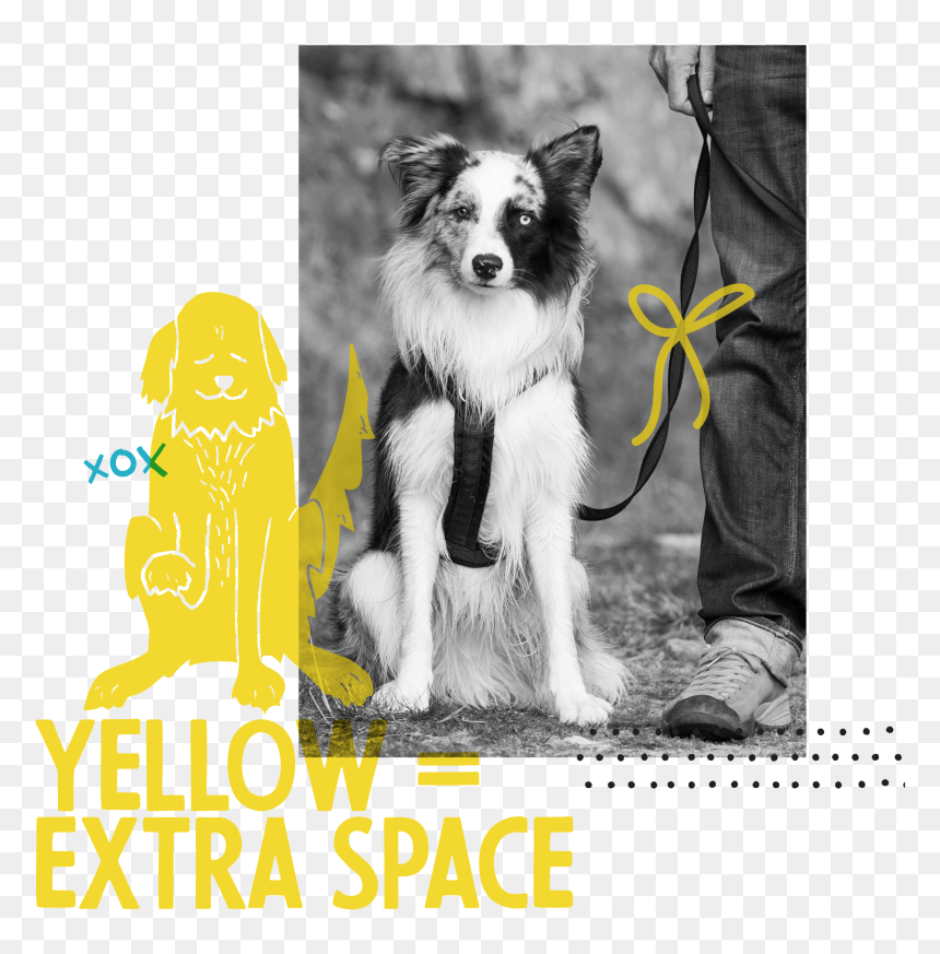 Transparent Yellow Ribbon Png - Chinese Crested Dog, Png Download - yellow ribbon png