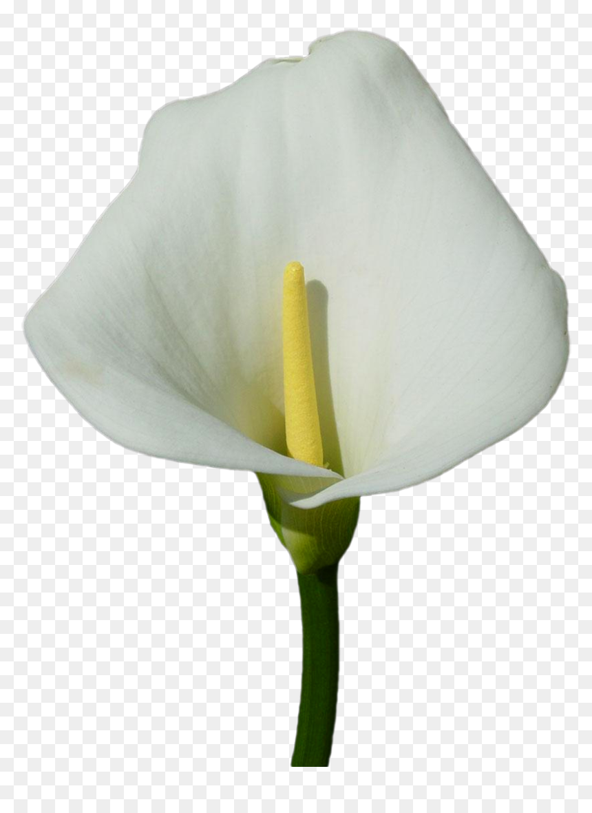 Calla Lily Clipart Transparent - White Calla Lily Png, Png Download - lily png
