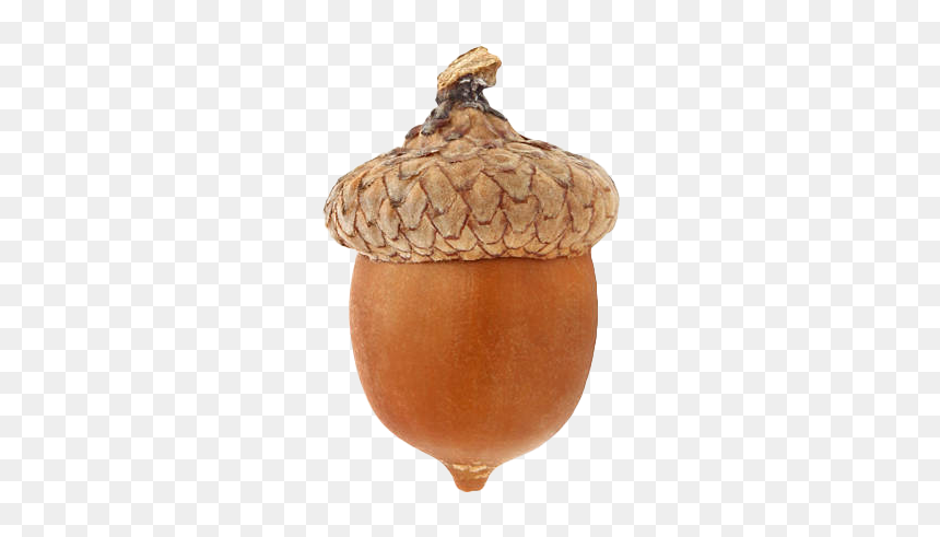 Oak Nut Png Image Download - Gourd, Transparent Png - nut png