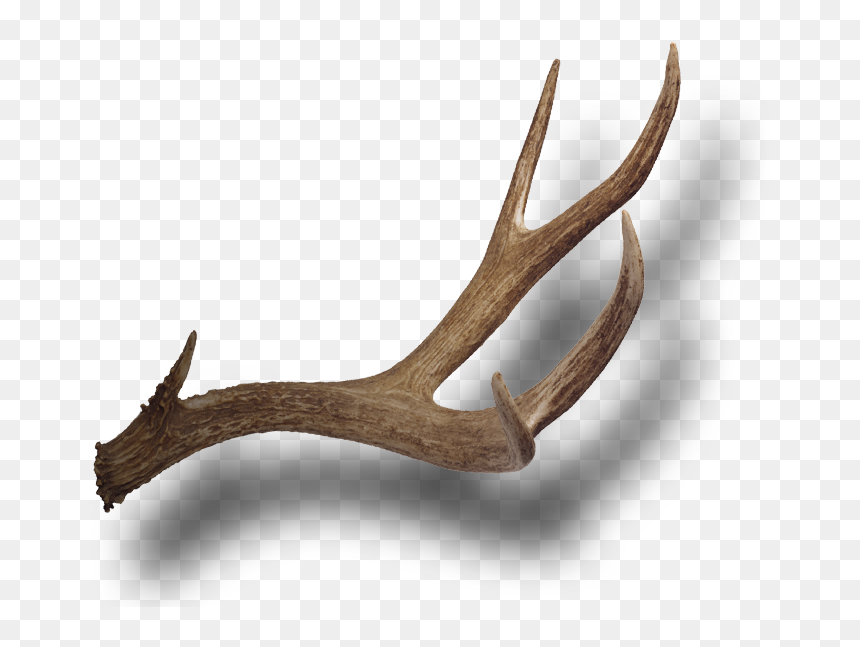 Reindeer, HD Png Download - antler png