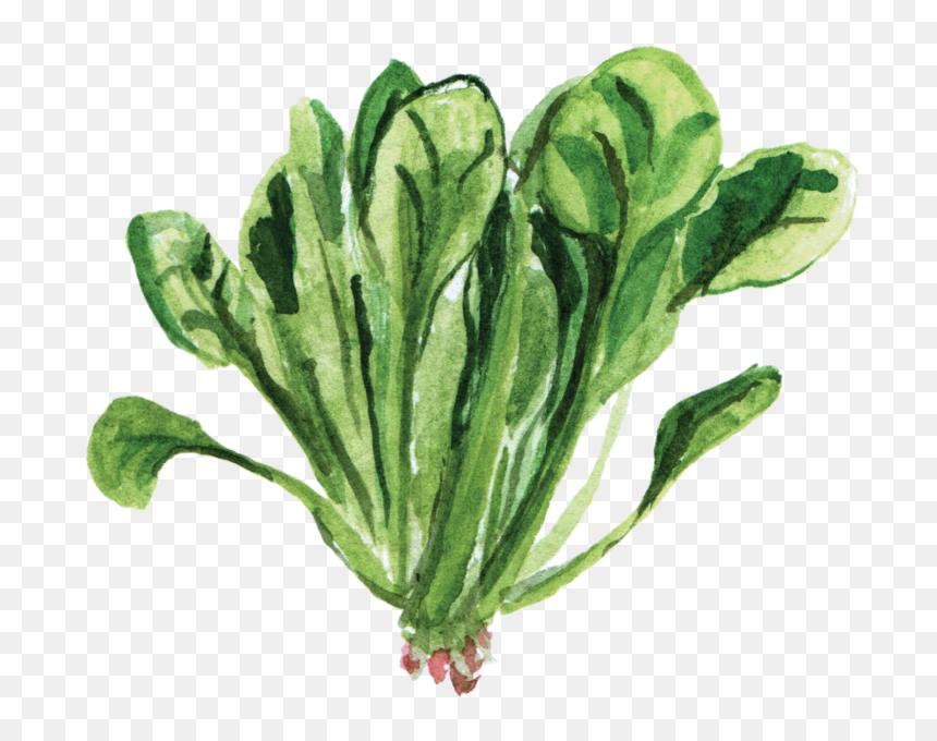 File - 菠菜spinach - Leaf Vegetable, HD Png Download - spinach png