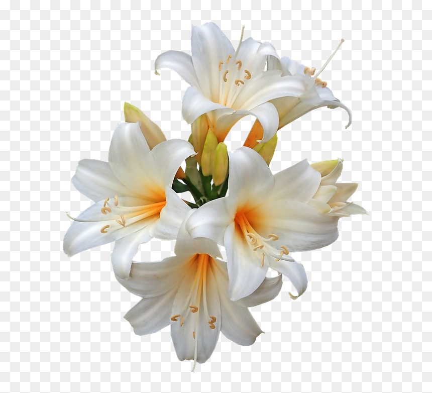 Lily Family Png - Easter Lily Png Transparent, Png Download - lily png