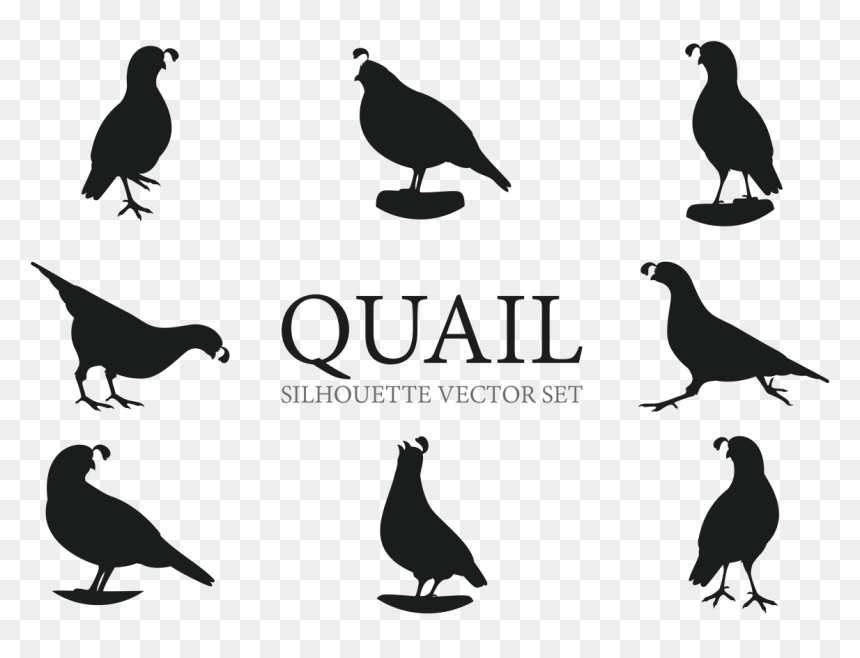 Quail Silhouettes Vectors - Quail Silhouette, HD Png Download - feather vector png