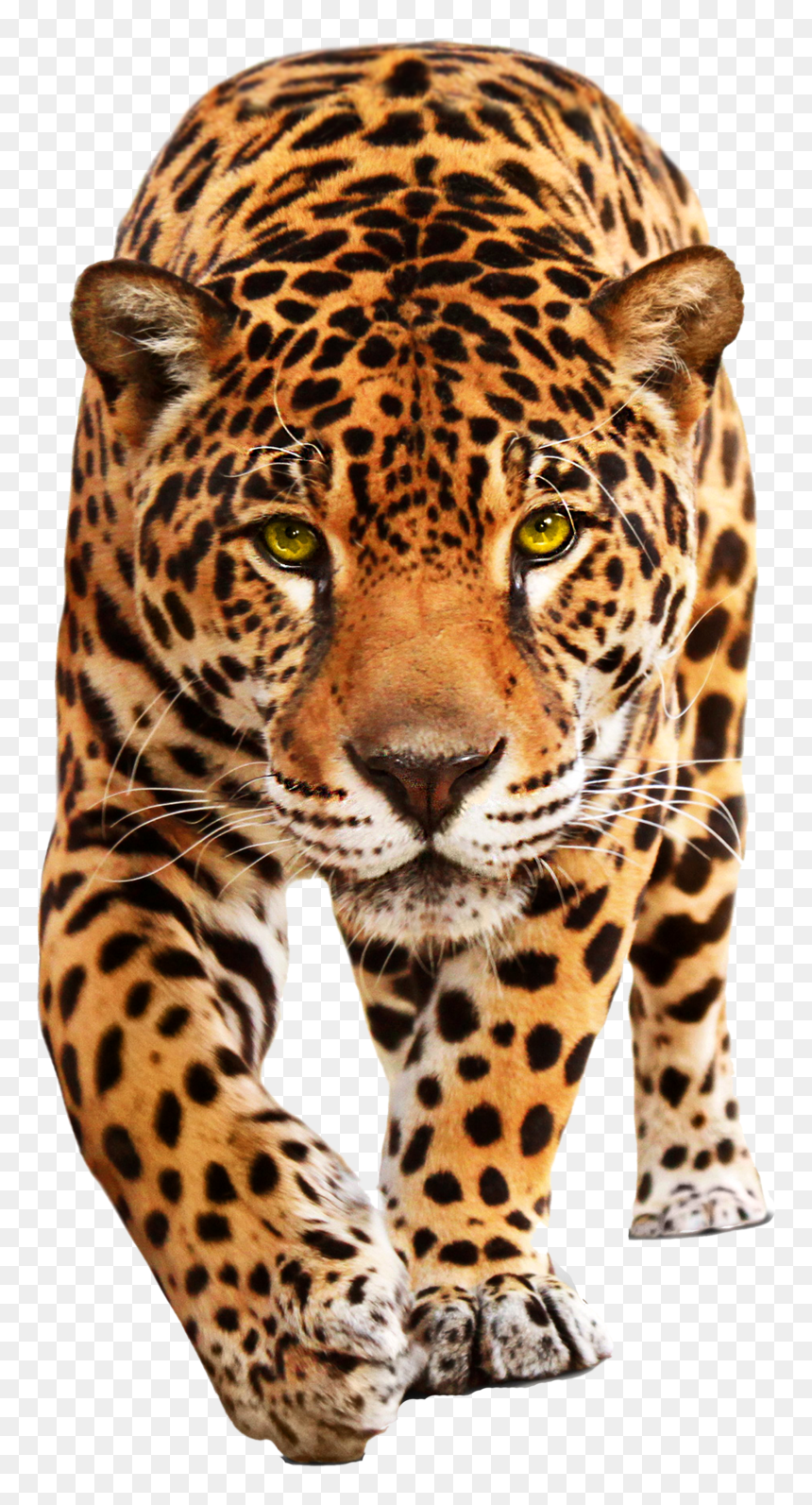 Leopard Png, Transparent Png - leopard png