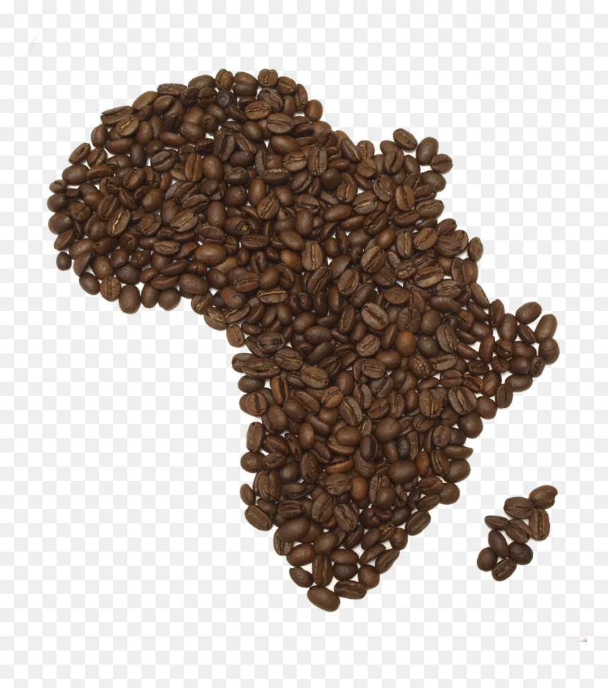 Coffee Beans Png Fifteen - Hd Coffee Beans Png Transparent, Png Download - coffee bean png