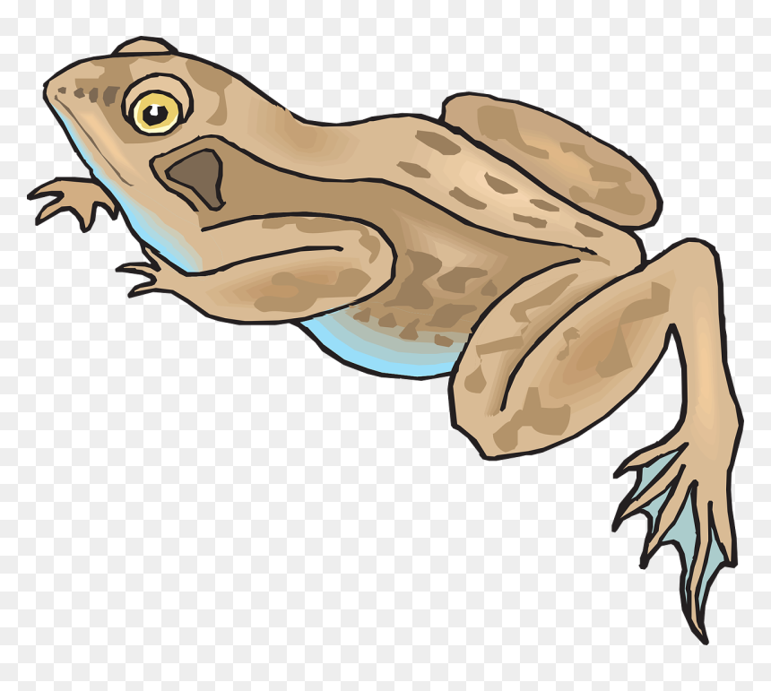 Brown Frog Clipart, HD Png Download - jungle png