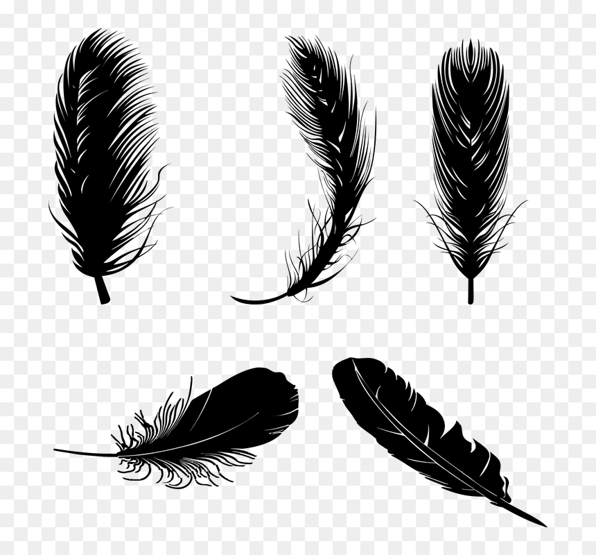 Boho Feathers Png, Transparent Png - feather vector png