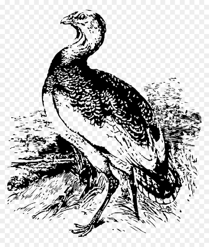 Big, Bird, Stand, Great, Animal, Bustard, Standing - Pava Aliblanca Para Colorear, HD Png Download - big bird png