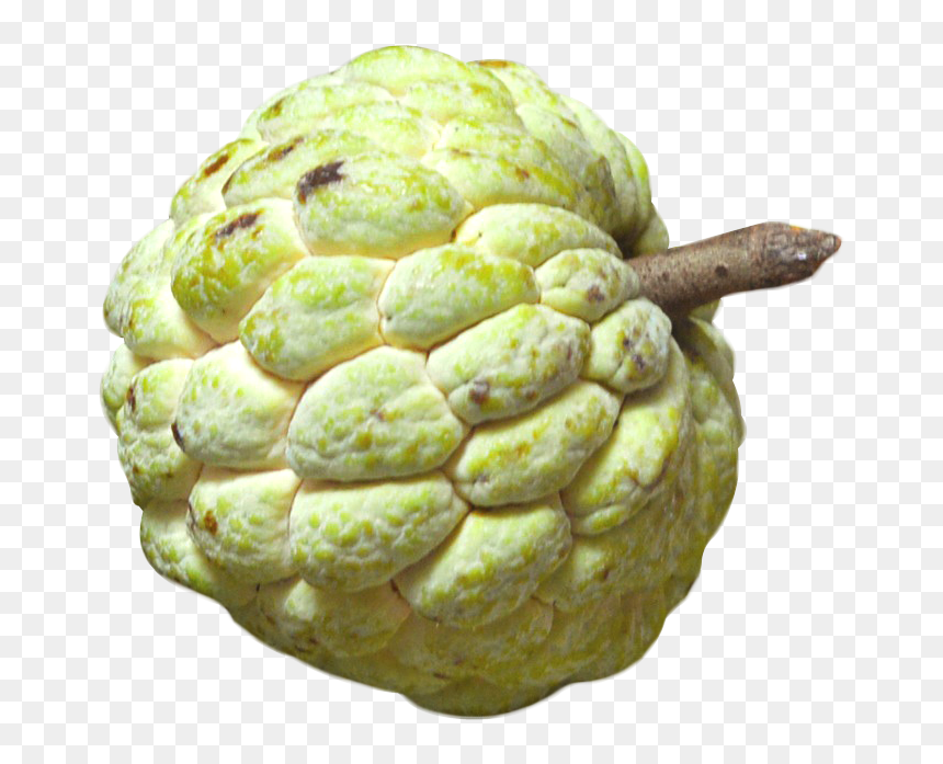 Custard Apple - Png Images Of Custard Apple, Transparent Png - apple.png