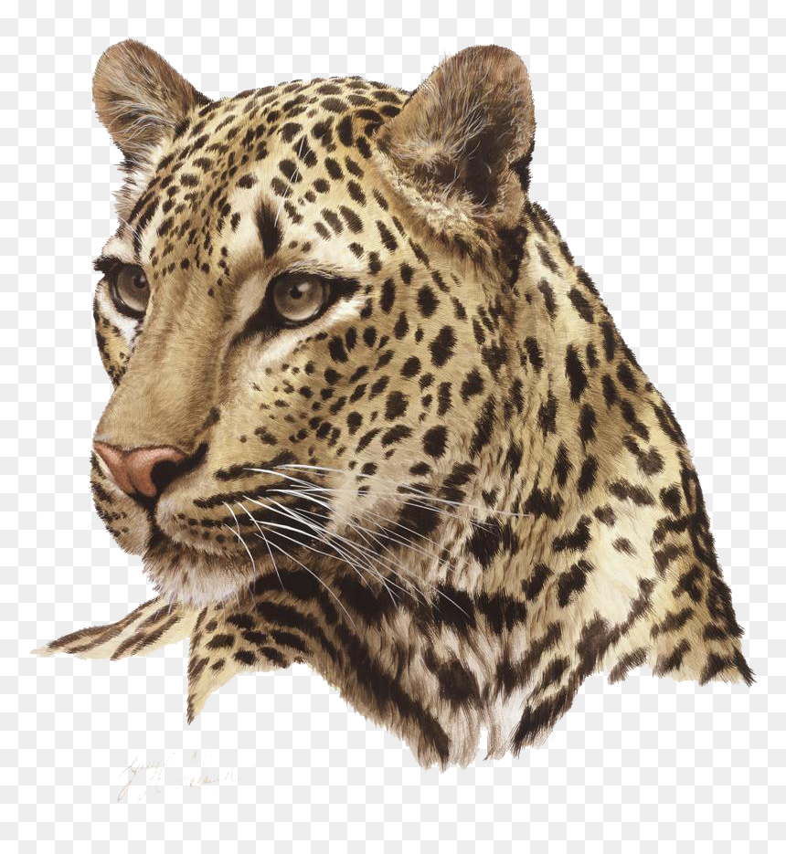 Leopard Png Hd Quality - Leopard Png, Transparent Png - leopard png
