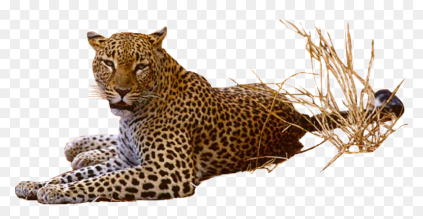 Download Leopard Png Pic - Leopard Png, Transparent Png - leopard png