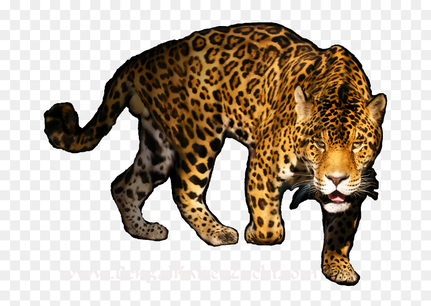Leopard Png Transparent Image - Big Cat Black Background, Png Download - leopard png
