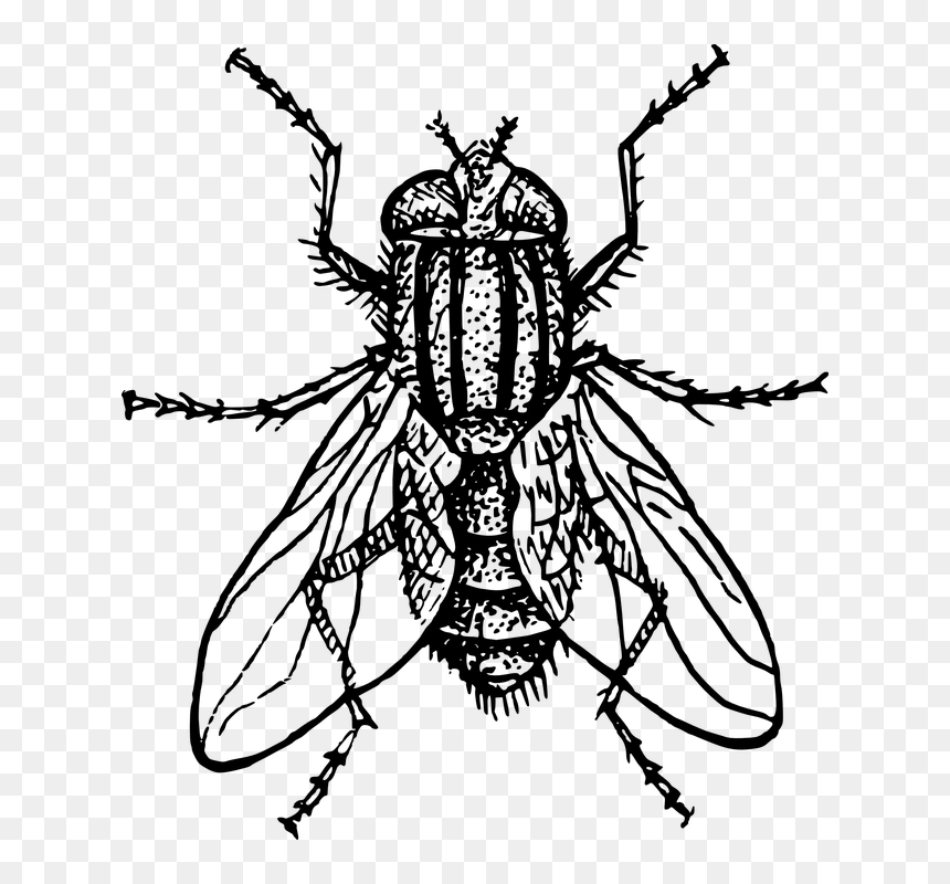 Fly Clipart Black And White, HD Png Download - house outline png