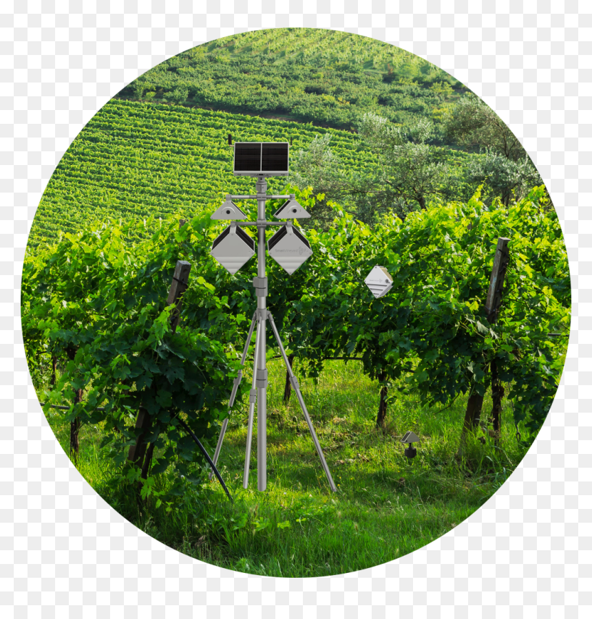 Tree, Hd Png Download - Tree, Transparent Png - hill png