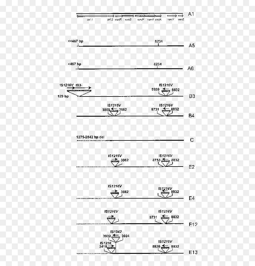 Document, HD Png Download - horizontal line png