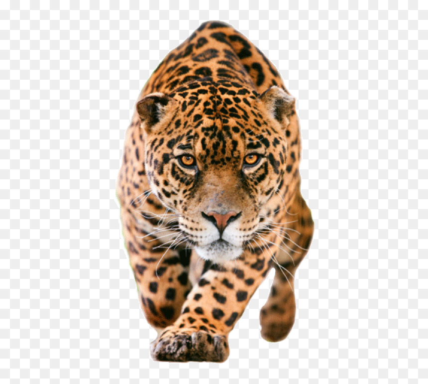 Leopard No Background - Jaguar Png, Transparent Png - leopard png