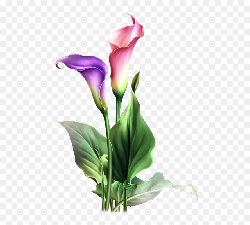 Find This Pin And More On Dibujos Flores By Adenuez - Calla Lily Flower Drawing, HD Png Download - lily png