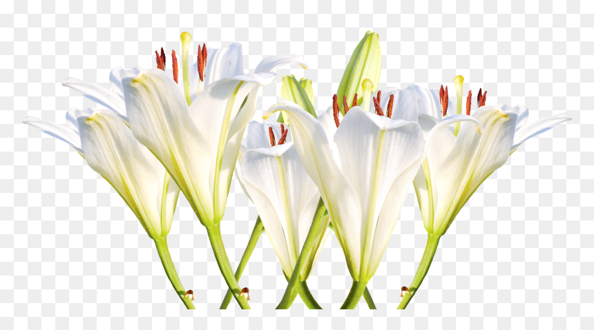 Transparent Easter Lily Png - Transparent Easter Lilies, Png Download - lily png