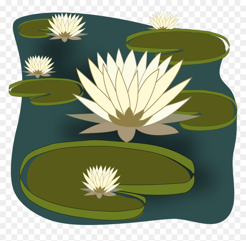 Big Image - Water Lilies Clipart, HD Png Download - lily png