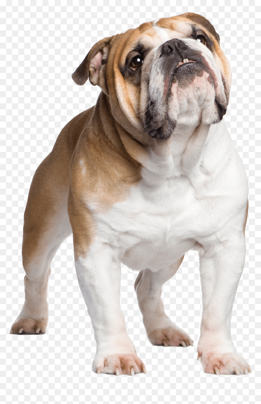 English Bulldog , Png Download - English Bulldog Png, Transparent Png - bulldog png