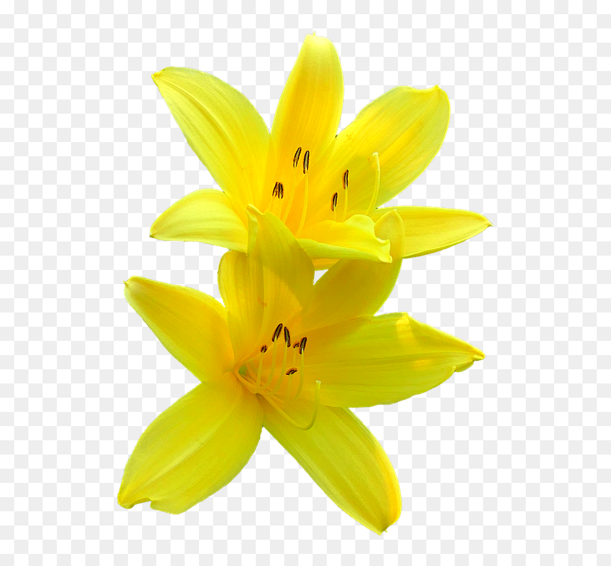 Thumb Image - Transparent Background Yellow Lily Png, Png Download - lily png