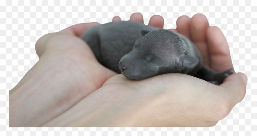 Cute Puppy Newborn Baby Dog Sleep Hand Mammal Transparent - Baby Dog, HD Png Download - cute dog png