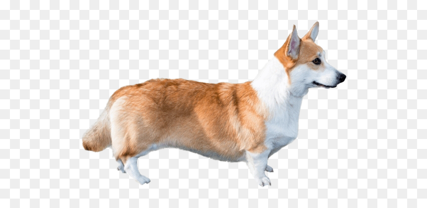 Cute Corgi Dog Png File - Pembroke Welsh Corgi Png, Transparent Png - cute dog png