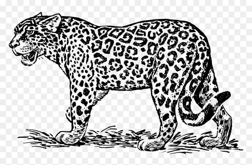 Leopard Black Transparent & Png Clipart Free Download - Jaguar Clipart Black And White, Png Download - leopard png