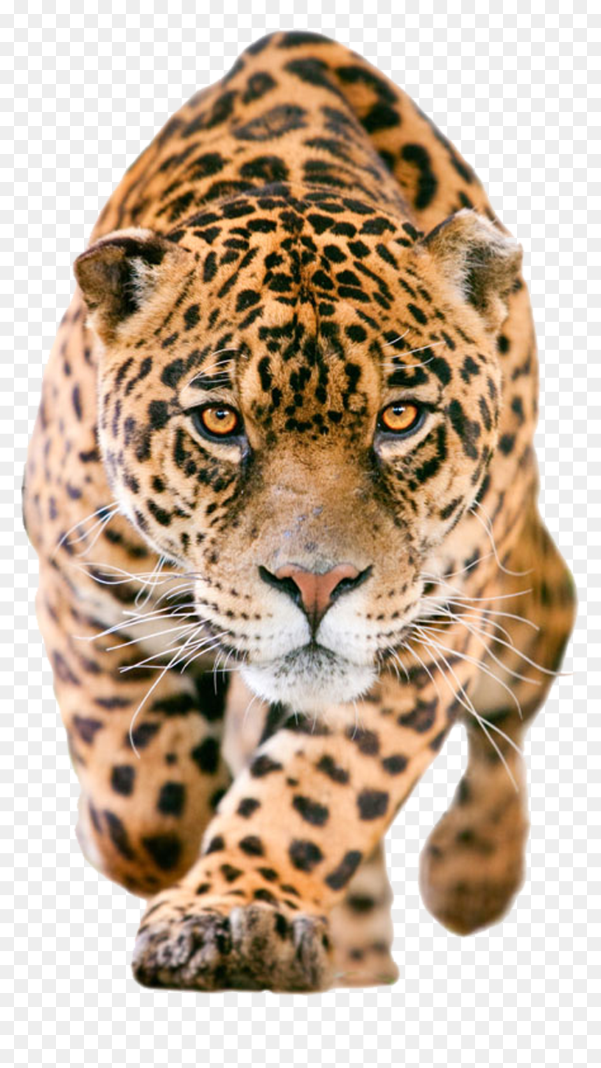 Jaguar Clip Art Transprent - Jaguar Png, Transparent Png - leopard png