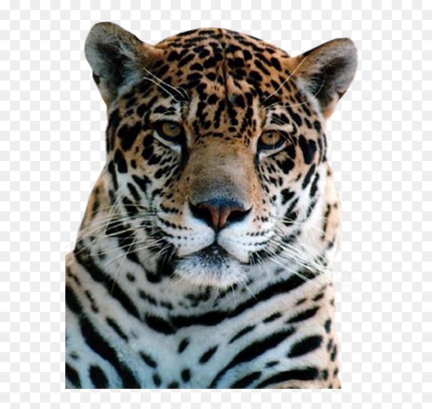 Leopard Png Free Download - Portable Network Graphics, Transparent Png - leopard png