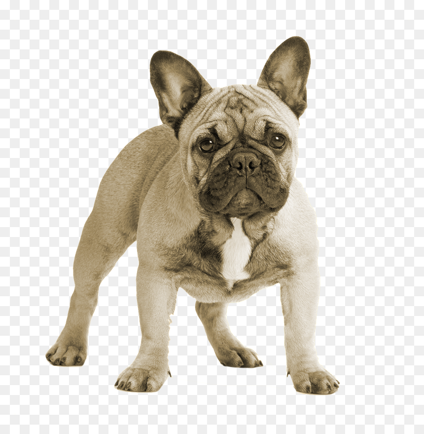 Thumb Image - French Bulldog, HD Png Download - bulldog png