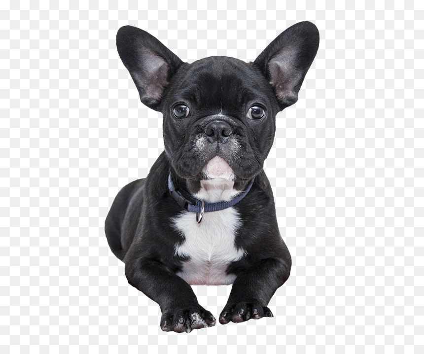 Black French Bulldog - French Bulldog Transparent Background, HD Png Download - bulldog png