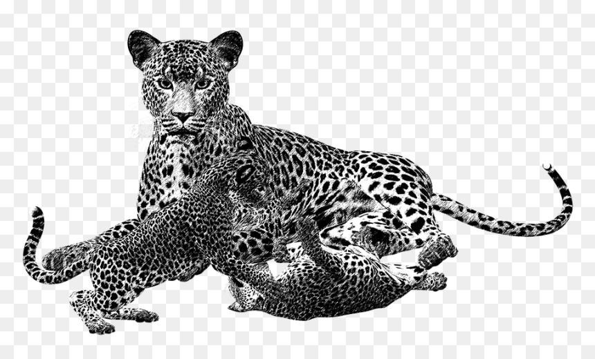 Leopard Png Black And White Transparent Leopard Black - Cheetah Cub Png, Png Download - leopard png