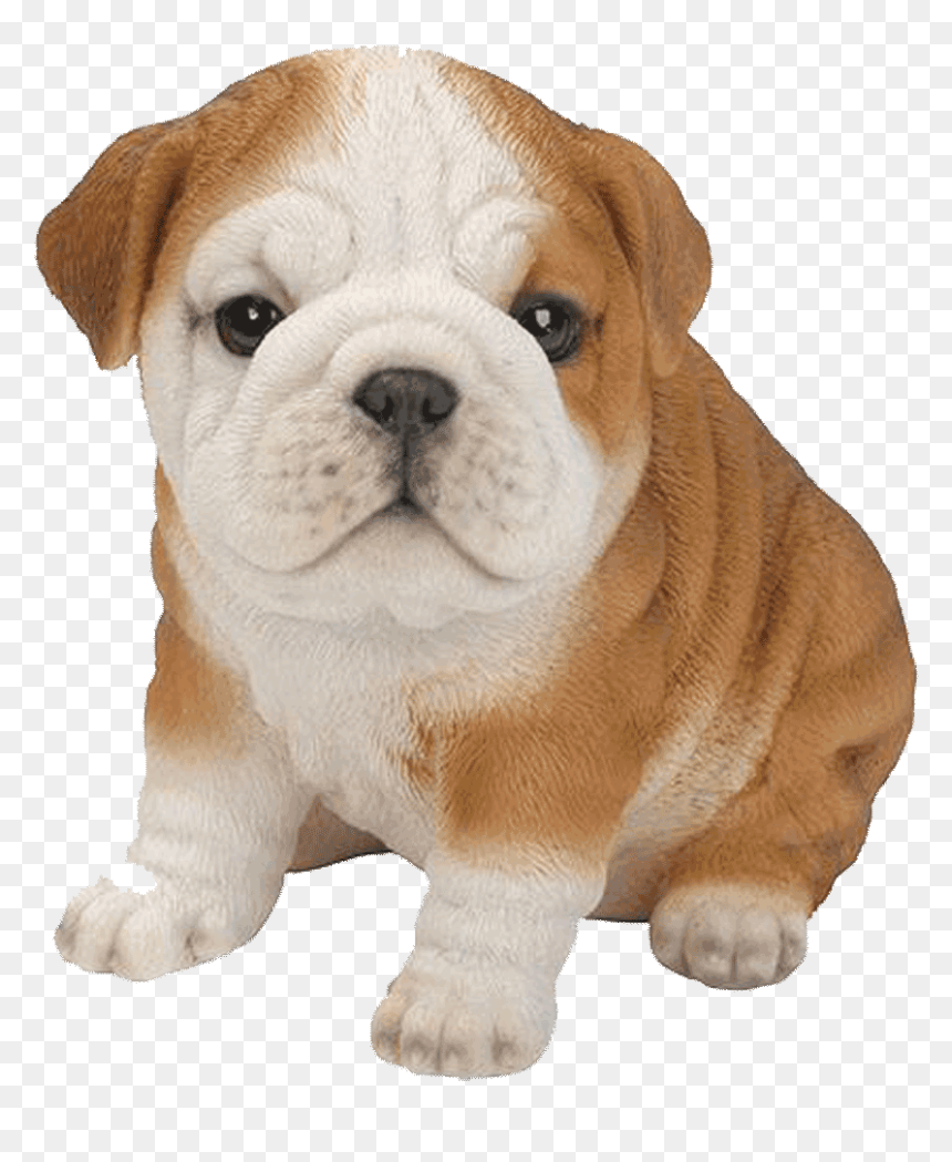 French Bulldog Golden Retriever Labrador Retriever - Bulldog Puppy Transparent Background, HD Png Download - bulldog png