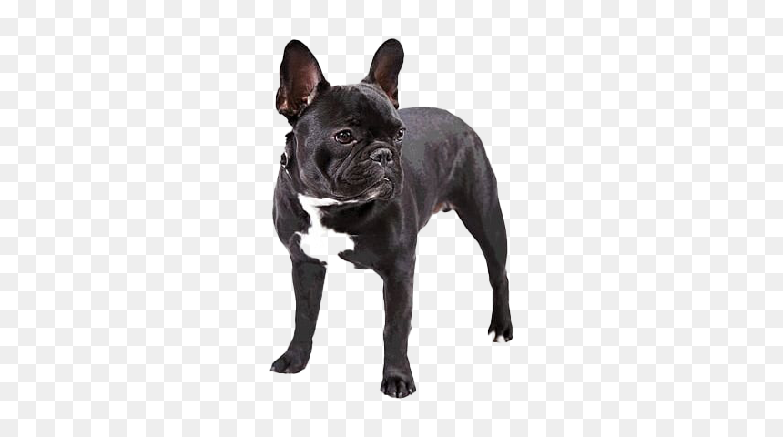Black French Bulldog Png Free Download - Transparent Background French Bulldog Png, Png Download - bulldog png
