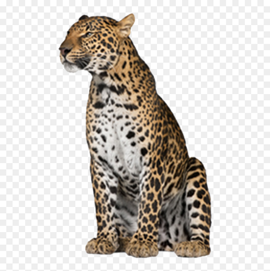 Leopard Png Free Download - Leopard Png, Transparent Png - leopard png