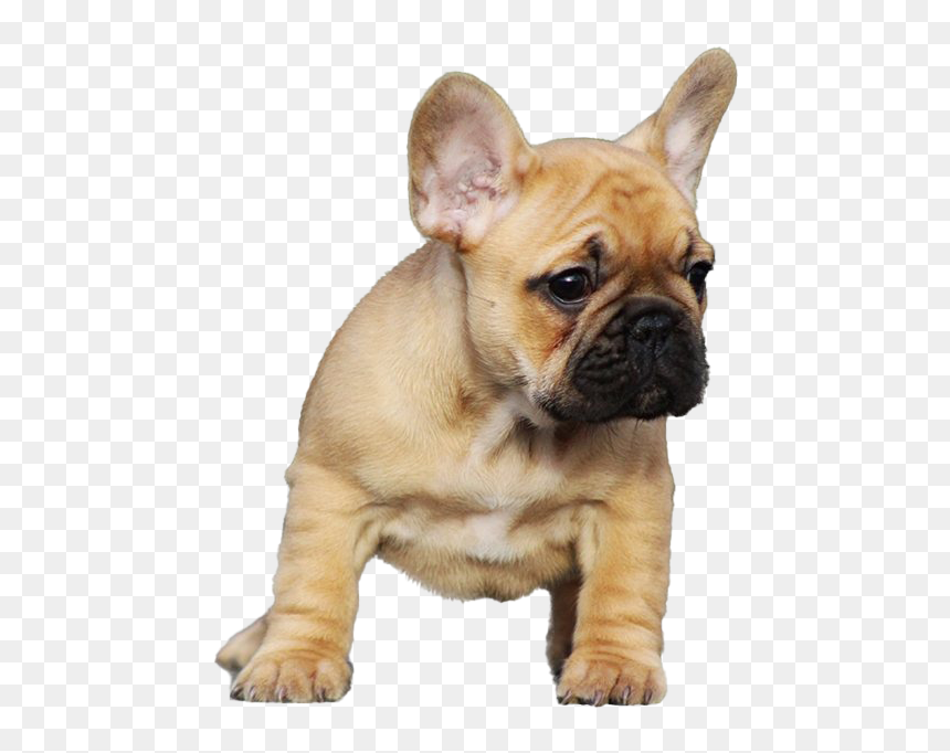 Puppy Bully Dog Png, Transparent Png - bulldog png