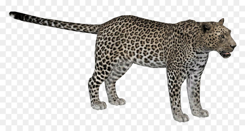 Wiki , Png Download, Transparent Png - leopard png