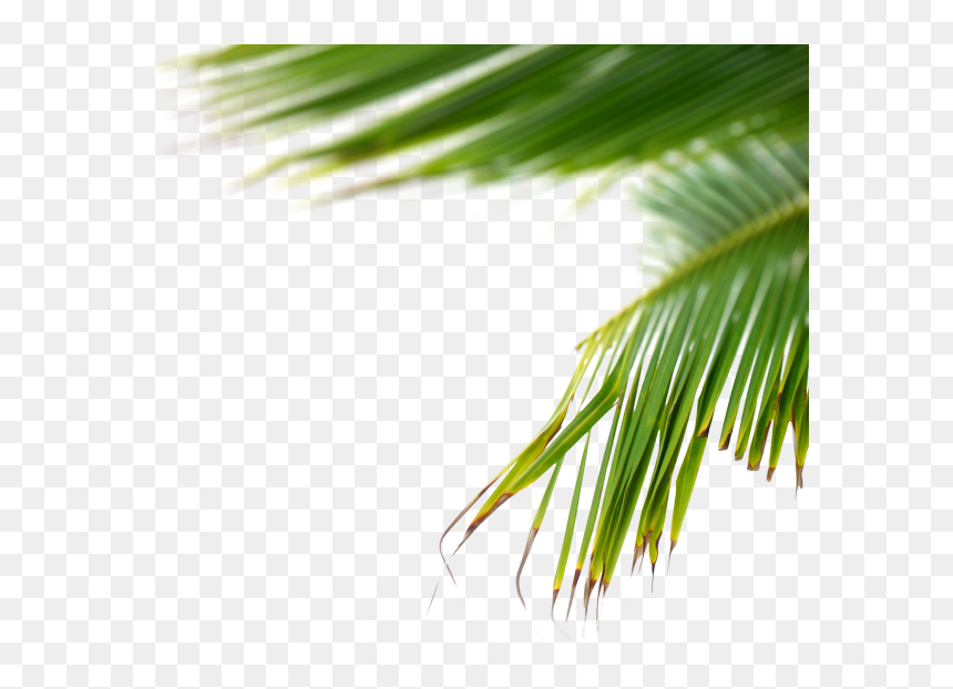 Portable Network Graphics, HD Png Download - ray of light png
