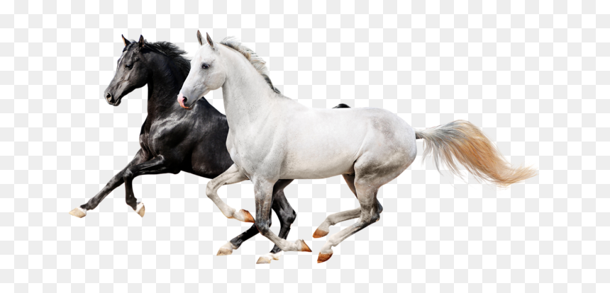 Two Horses Png Download - Horses Png, Transparent Png - horses png