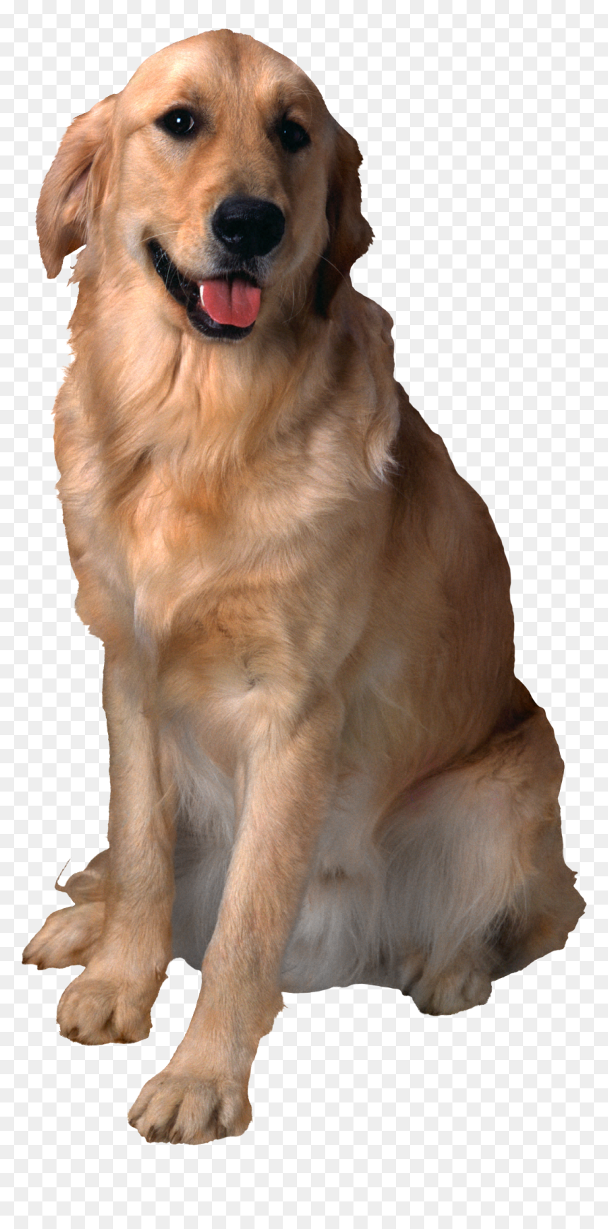 Dog, HD Png Download - cute dog png