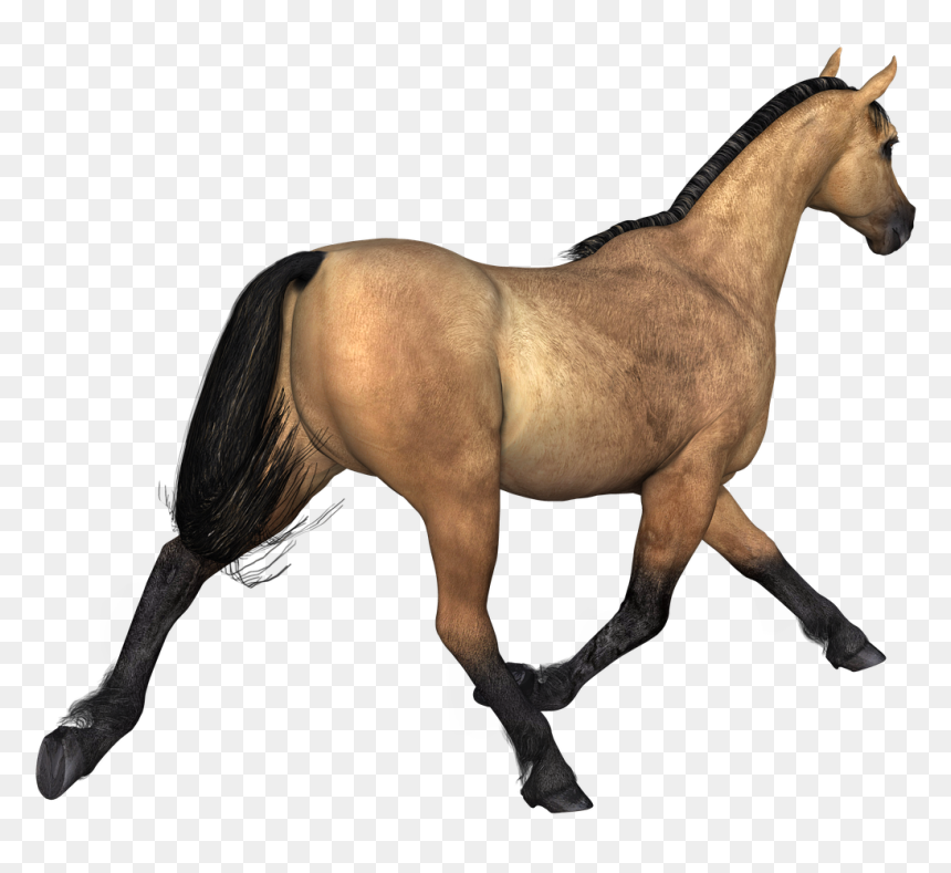 Horses Brown Horse Rear View - Horse Brown Png, Transparent Png - horses png