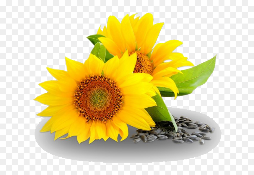 Sunflower Oil Png Hd Quality - Sunflower Seed Oil Png, Transparent Png - oil png