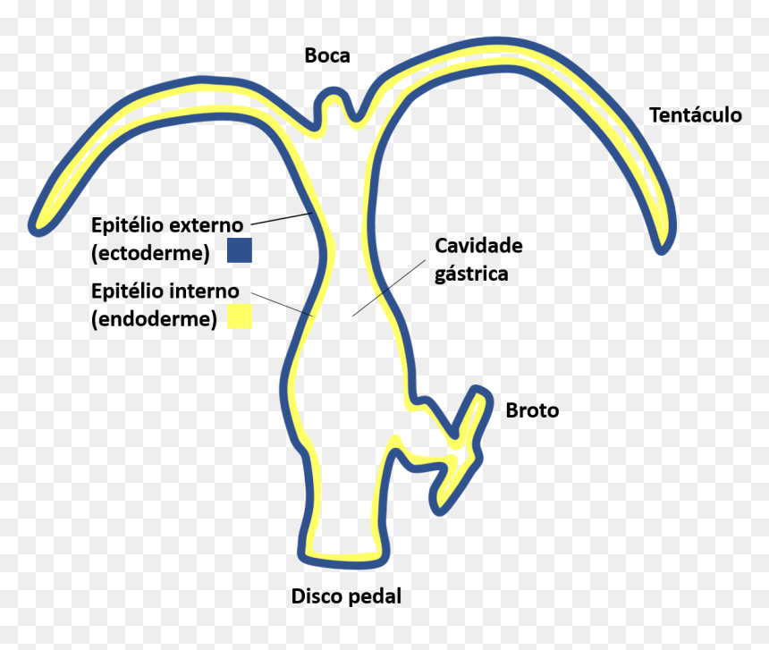 Organização Corporal De Hydra - Esquema De Una Hidra, HD Png Download - hydra png