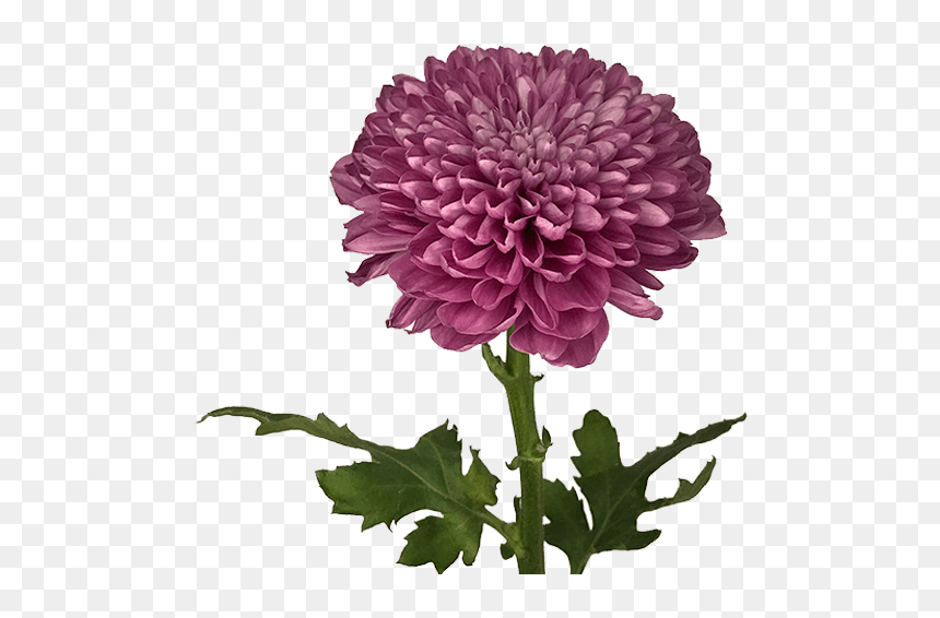 Mum Disbud Png, Transparent Png - lorax png
